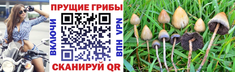 где купить наркоту  Сухиничи  omg маркетплейс  Галлюциногенные грибы мицелий 